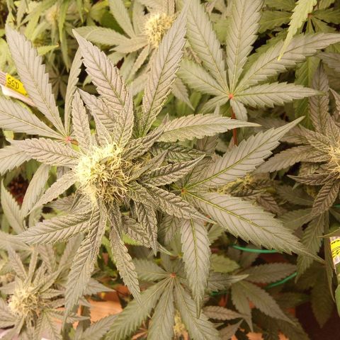 Psicodelicia growlog timeline photo