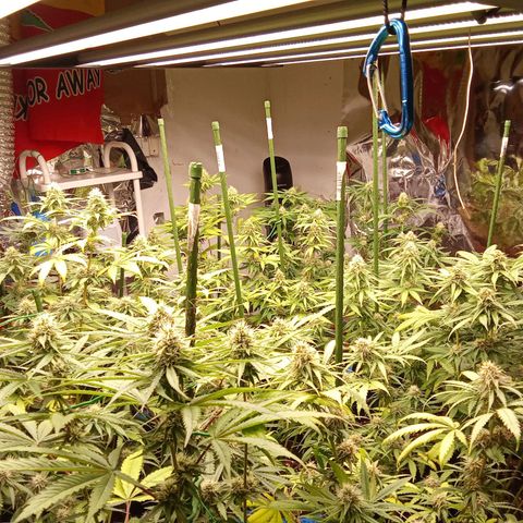 Psicodelicia growlog timeline photo