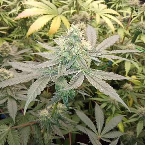 Psicodelicia growlog timeline photo