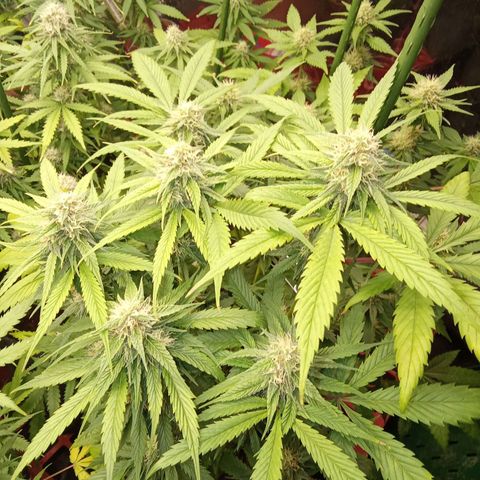 Psicodelicia growlog timeline photo