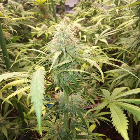 Psicodelicia growlog timeline photo
