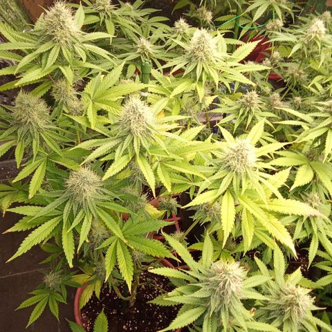 Psicodelicia growlog timeline photo