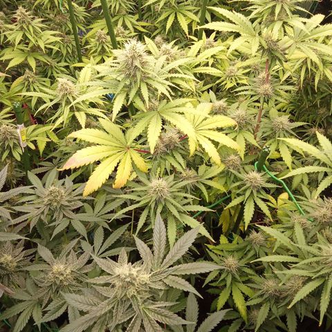 Psicodelicia growlog timeline photo