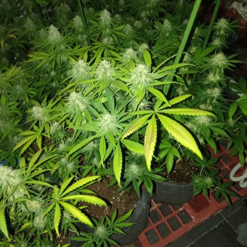 Psicodelicia growlog timeline photo