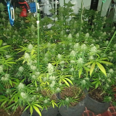 Psicodelicia growlog timeline photo
