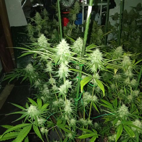 Psicodelicia growlog timeline photo