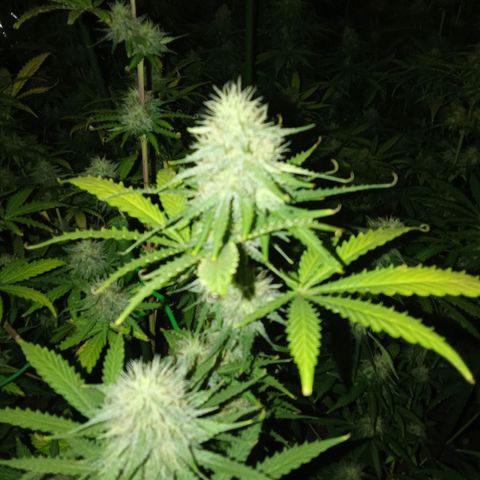 Psicodelicia growlog timeline photo