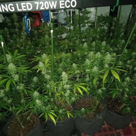 Psicodelicia growlog timeline photo