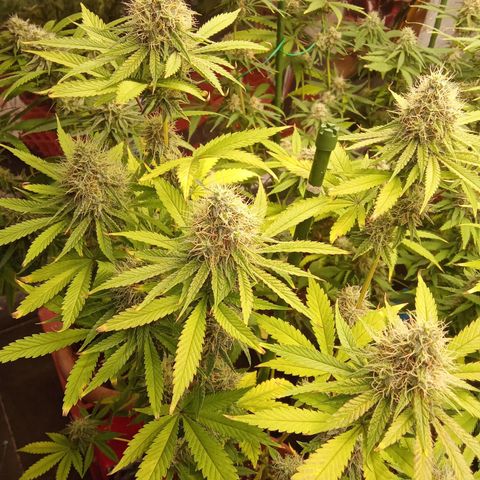 Psicodelicia growlog timeline photo