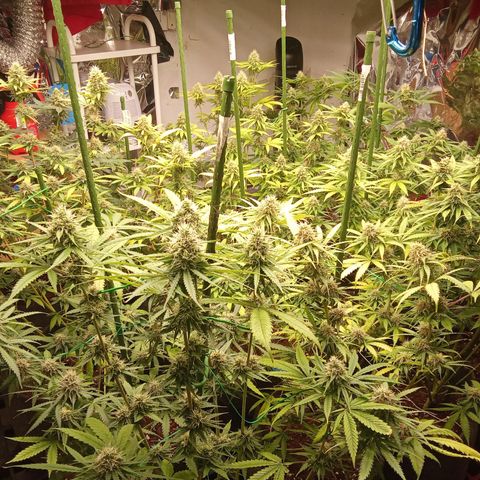 Psicodelicia growlog timeline photo