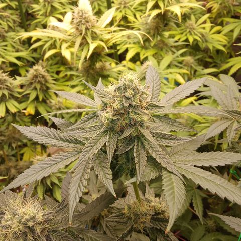 Psicodelicia growlog timeline photo