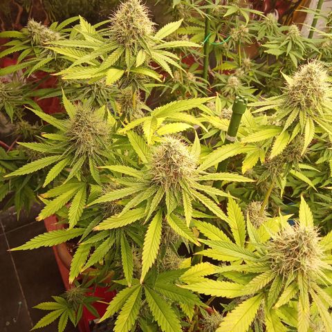 Psicodelicia growlog timeline photo