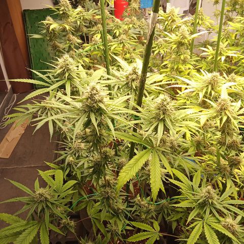Psicodelicia growlog timeline photo