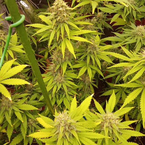 Psicodelicia growlog timeline photo