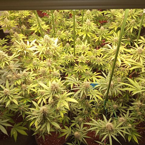 Psicodelicia growlog timeline photo