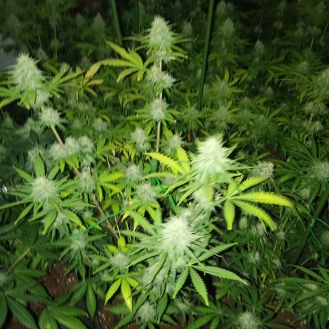 Psicodelicia growlog timeline photo