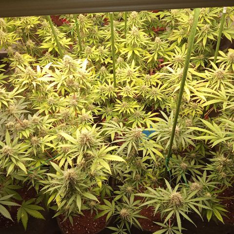 Psicodelicia growlog timeline photo