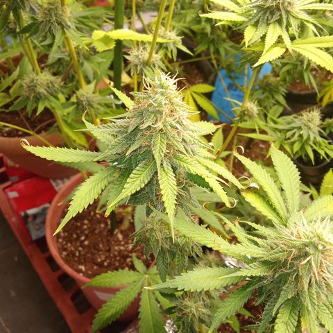 Psicodelicia growlog timeline photo
