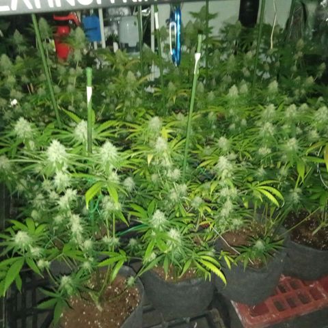 Psicodelicia growlog timeline photo