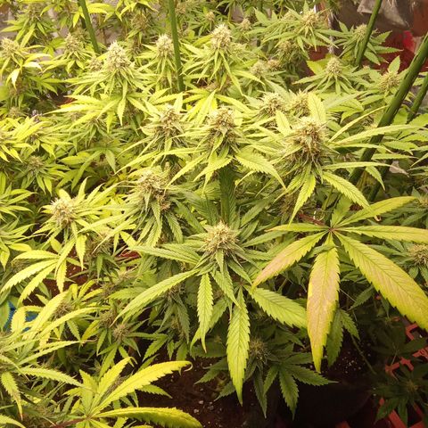Psicodelicia growlog timeline photo