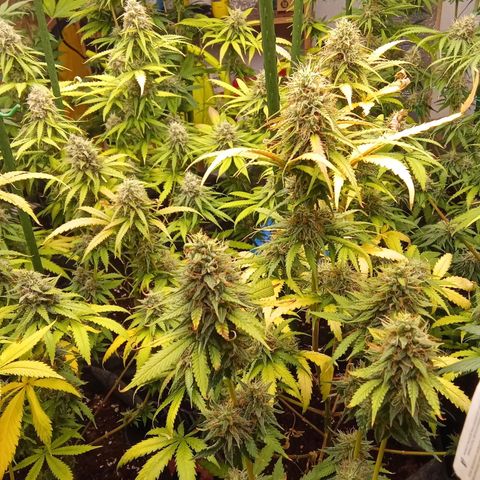 Psicodelicia growlog timeline photo