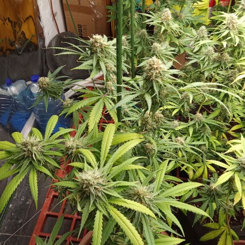 Psicodelicia growlog timeline photo