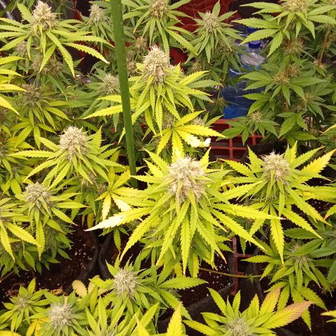 Psicodelicia growlog timeline photo