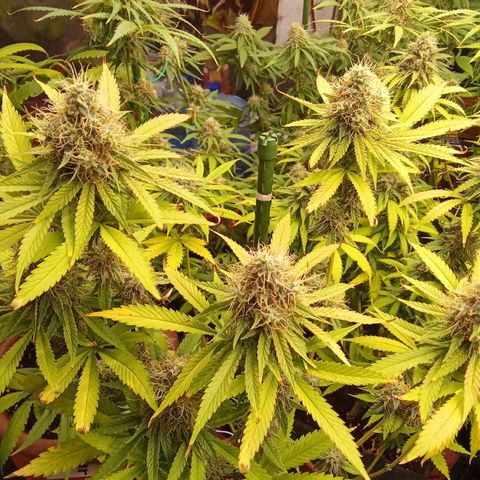 Psicodelicia growlog timeline photo
