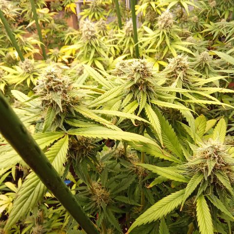 Psicodelicia growlog timeline photo