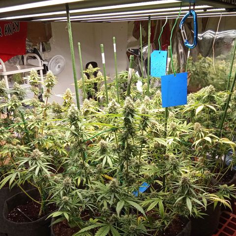 Psicodelicia growlog timeline photo