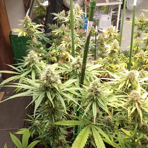 Psicodelicia growlog timeline photo