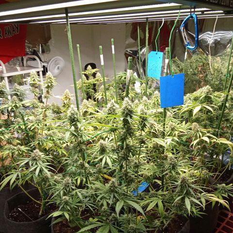 Psicodelicia growlog timeline photo