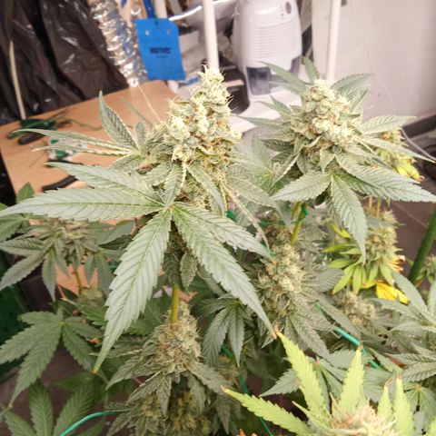 Psicodelicia growlog timeline photo