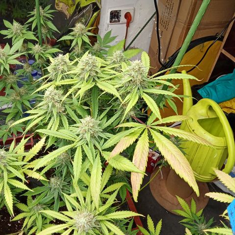 Psicodelicia growlog timeline photo
