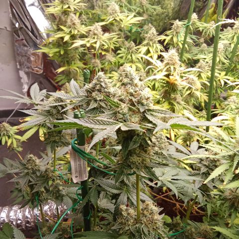 Psicodelicia growlog timeline photo