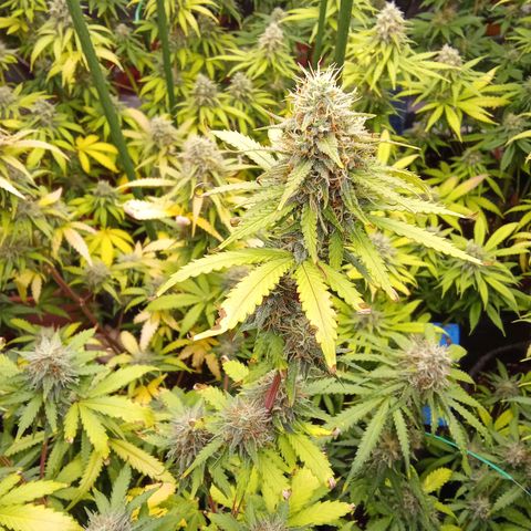 Psicodelicia growlog timeline photo