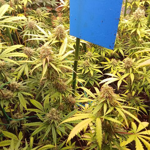 Psicodelicia growlog timeline photo