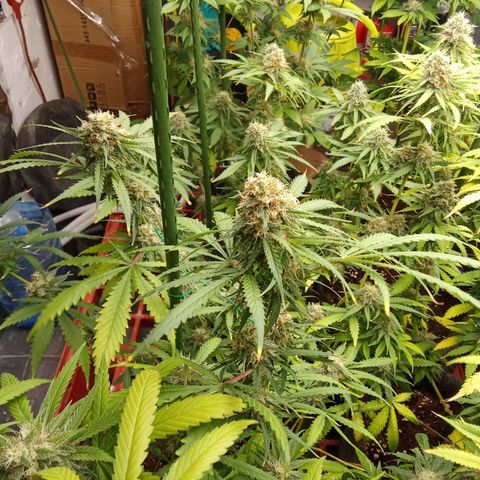Psicodelicia growlog timeline photo