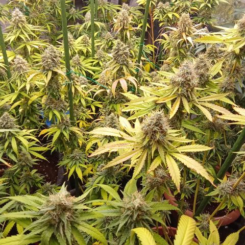 Psicodelicia growlog timeline photo