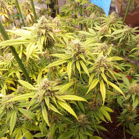 Psicodelicia growlog timeline photo
