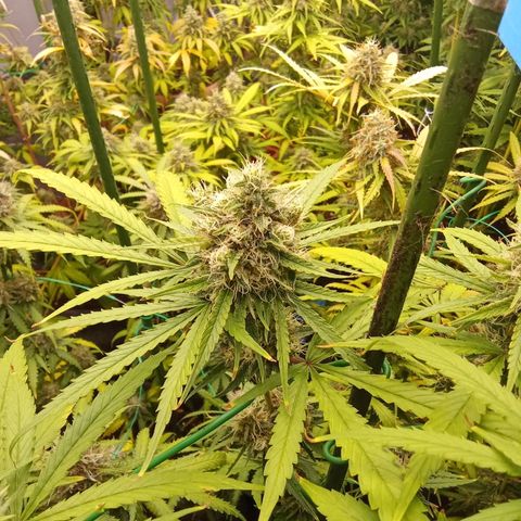 Psicodelicia growlog timeline photo