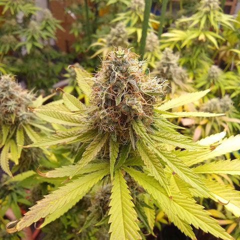 Psicodelicia growlog timeline photo