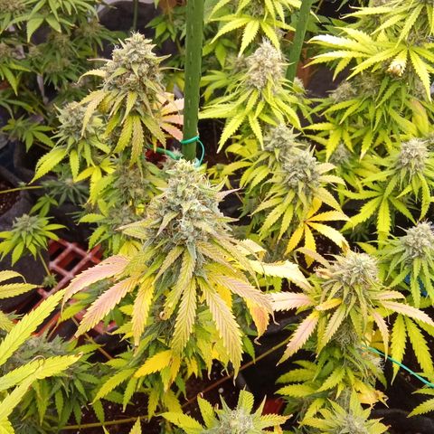 Psicodelicia growlog timeline photo