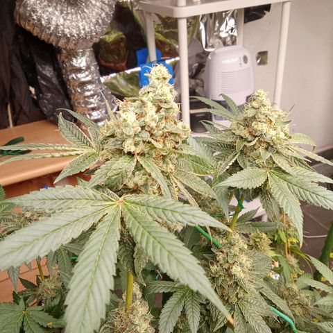 Psicodelicia growlog timeline photo