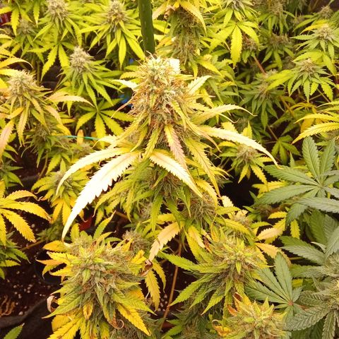 Psicodelicia growlog timeline photo