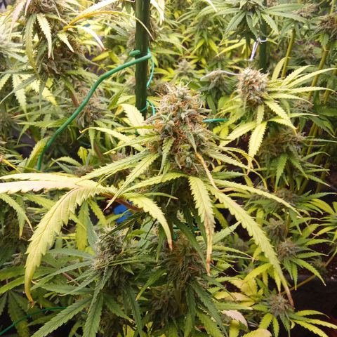 Psicodelicia growlog timeline photo