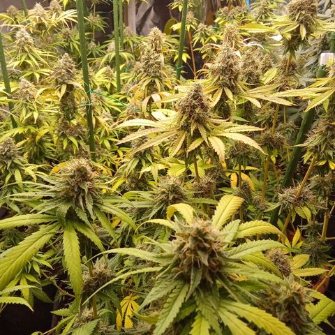 Psicodelicia growlog timeline photo