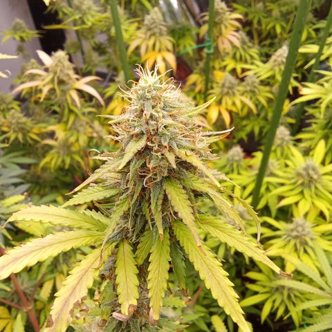 Psicodelicia growlog timeline photo