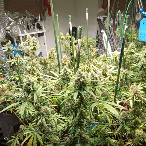 Psicodelicia growlog timeline photo