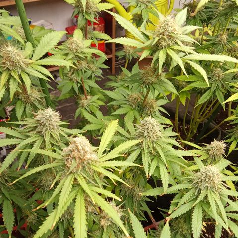 Psicodelicia growlog timeline photo
